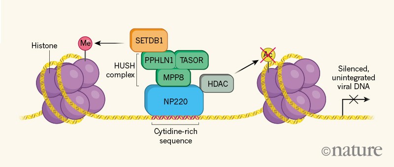 DNA / SCATTER THE BRAIN ジャパメタ VIRUS Nontoxic, double-deletion-mutant rabies viral vectors for