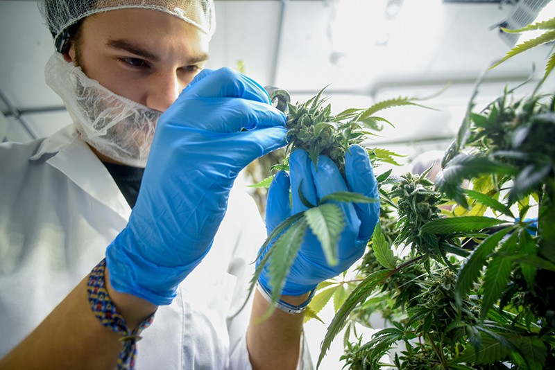 The professionalization of cannabis growing