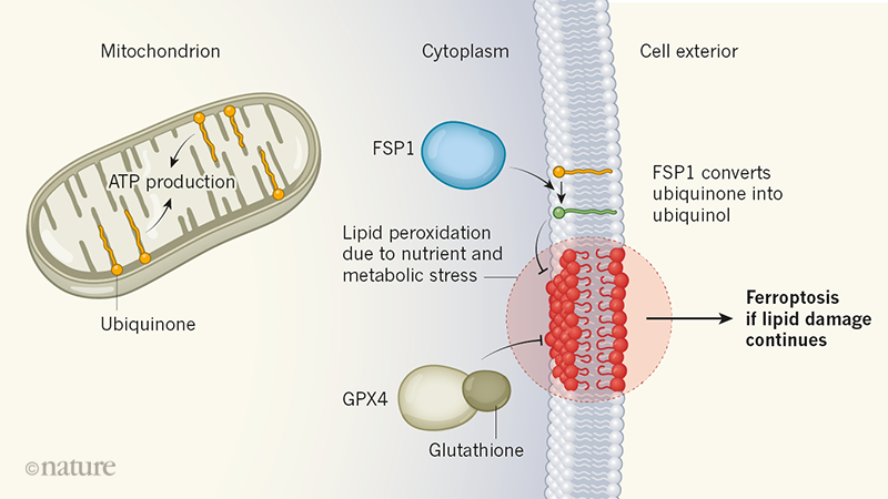 cjc-1295 ipamorelin weight loss evidence women Peptides for Women: A Complete Guide from Midi