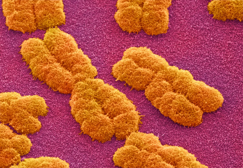 Closing in on a complete human genome