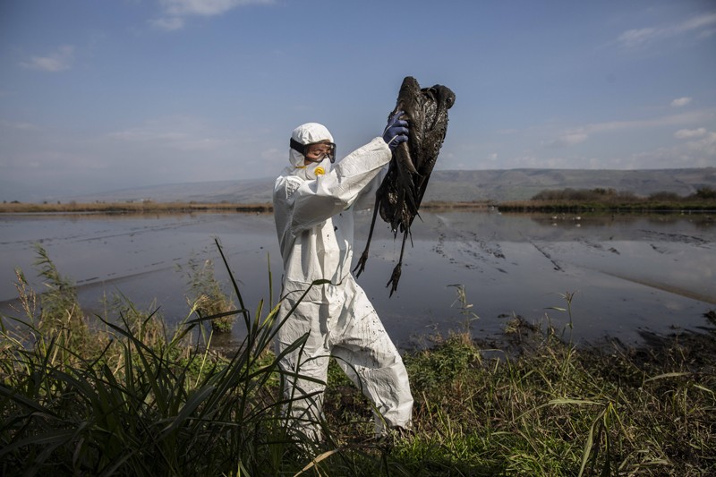 Why unprecedented bird flu outbreaks sweeping the world are concerning  scientists