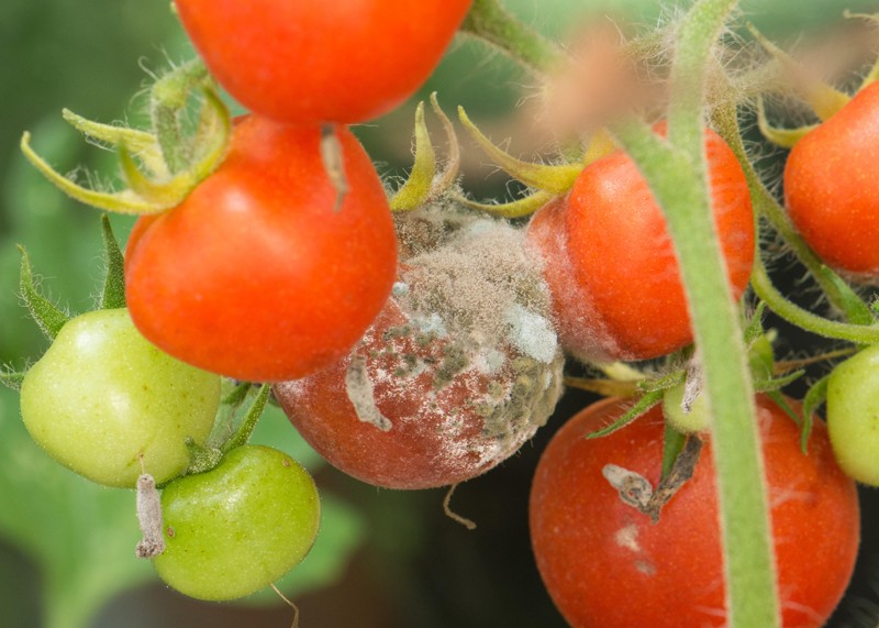 Daños en fruto