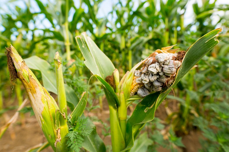 Address the growing urgency of fungal disease in crops