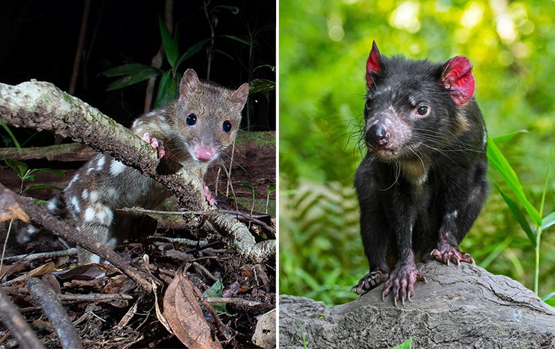 Evolution Tasmanian Devil Tasmanian Devils And The Transmissible