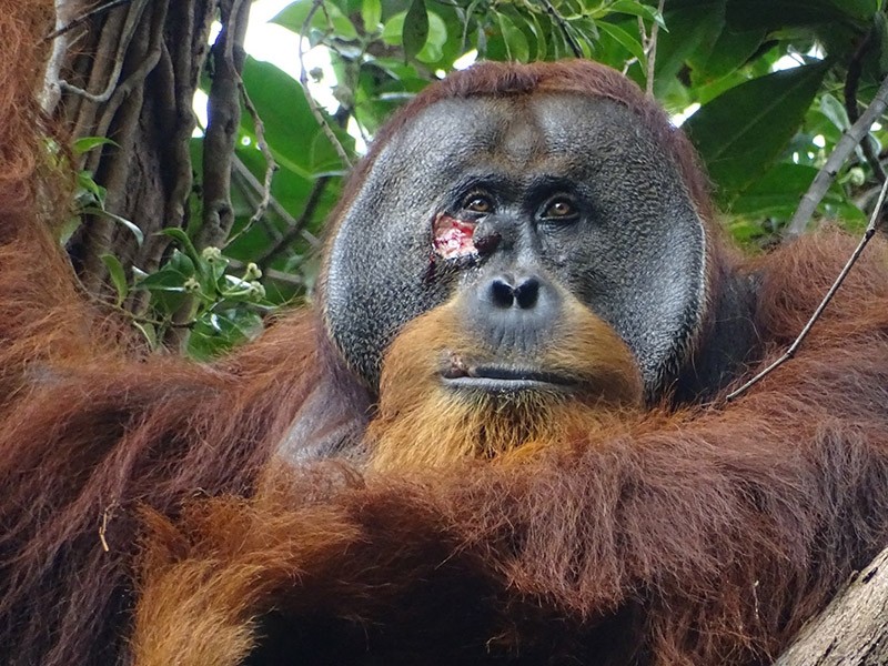 orangutan-heal-thyself-first-wild-animal-seen-using-medicinal-plant