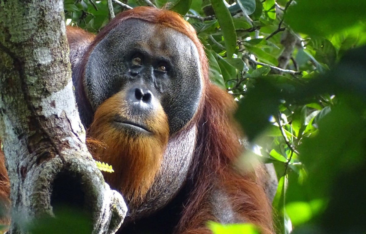 Daily briefing: Orangutan is first wild animal seen using medicinal plant