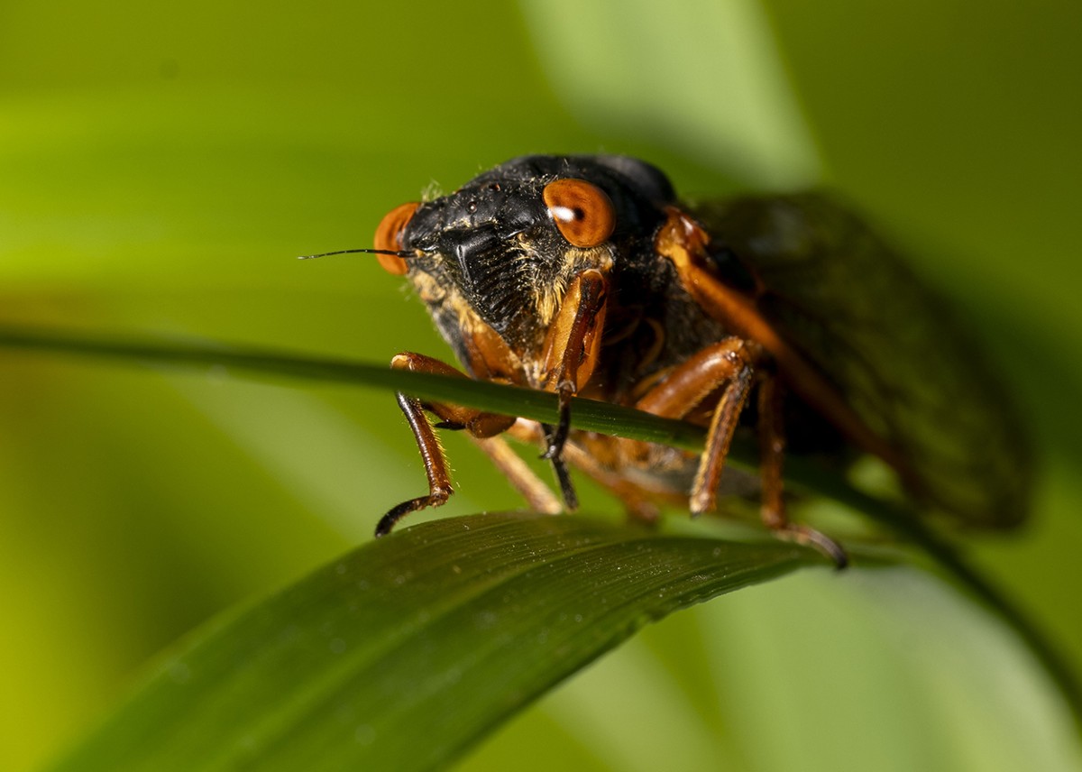 Why cicadas shriek so loudly and more: your questions answered