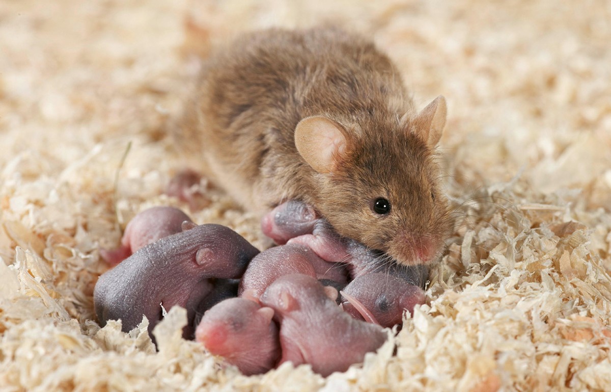 These brain cells help days-old mice to bond with mum