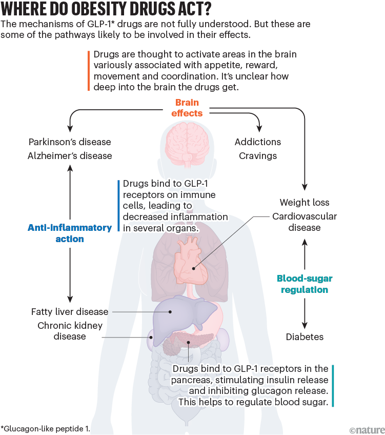 zealand pharma glp 1 The next phase of the obesity drug race