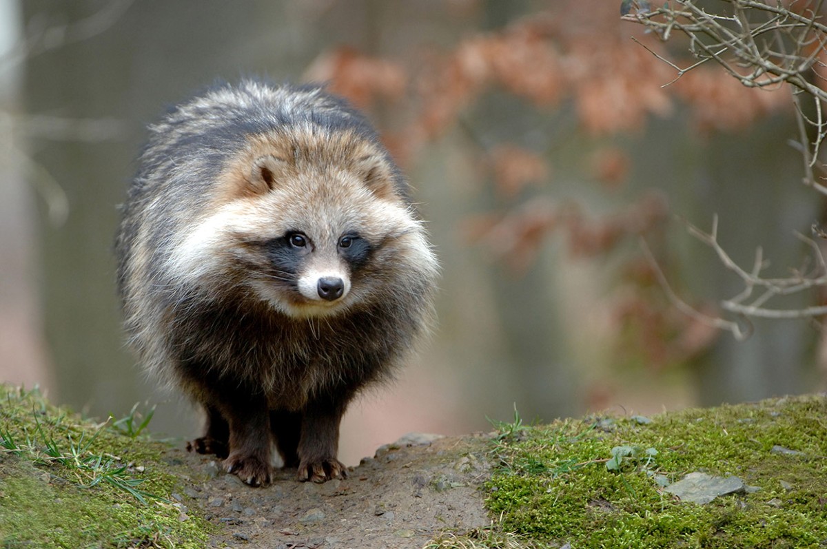 raccoon dog.   ノニジュース 1000ml 5本 ノニジュース 100% 900ml プレミアム6ヶ月熟成 有機JAS認定