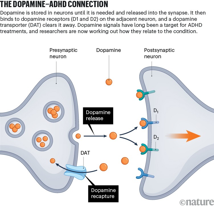 tirzepatide dopamine Untangling the connection between dopamine and ADHD