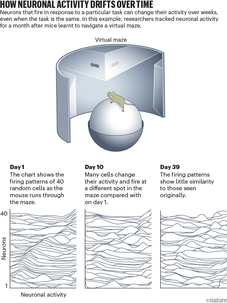 The brain’s code seems to be in constant flux. Neuroscientists are baffled