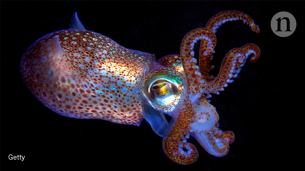 How sea creatures change their colour