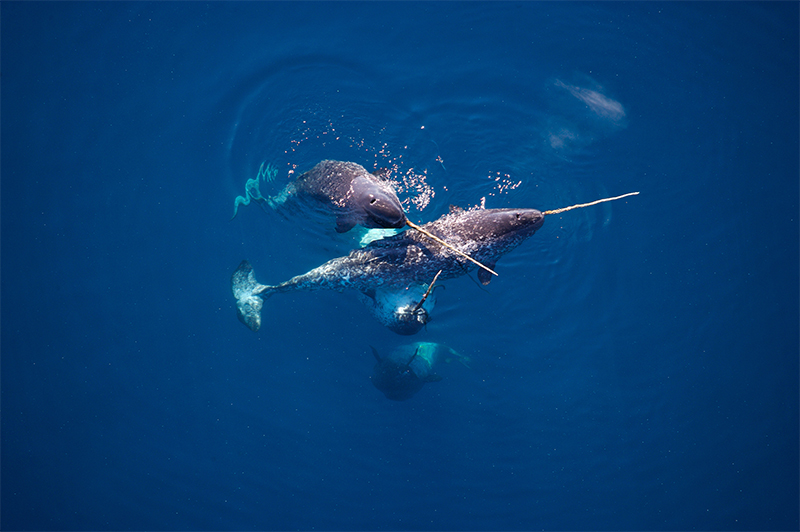 Narwhals' mixed-up response to fear could kill them