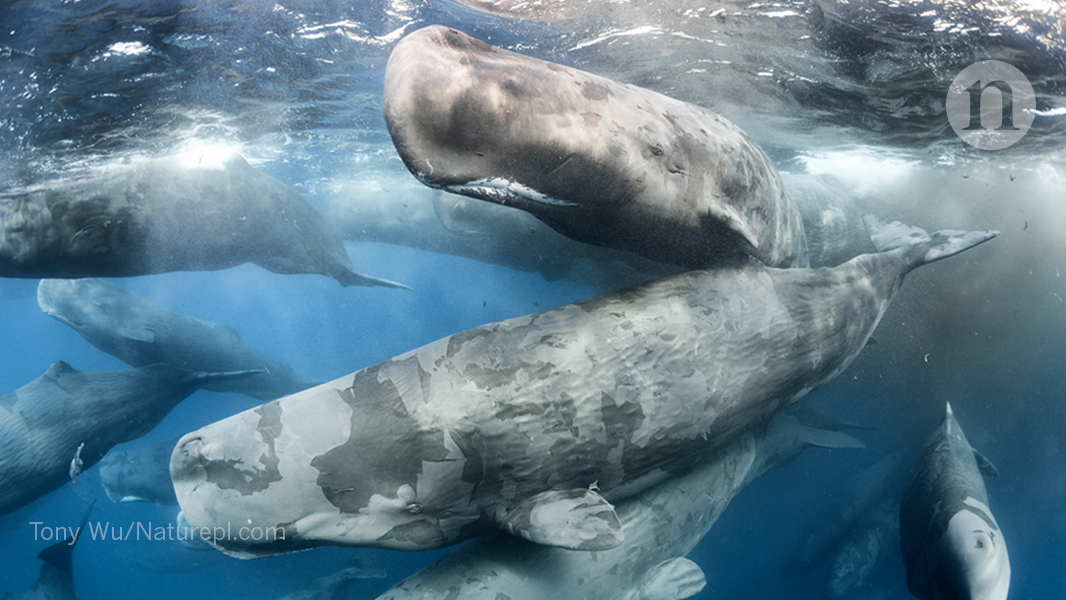 blue whale compared to a human