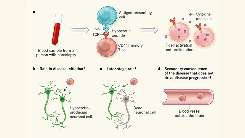 Put to sleep by immune cells