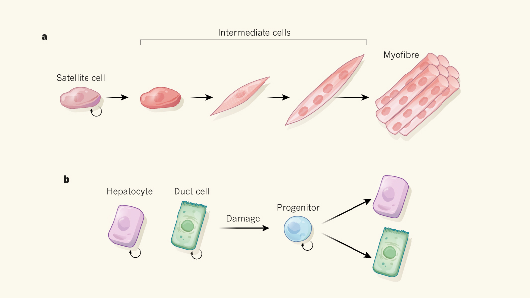 stem-cells