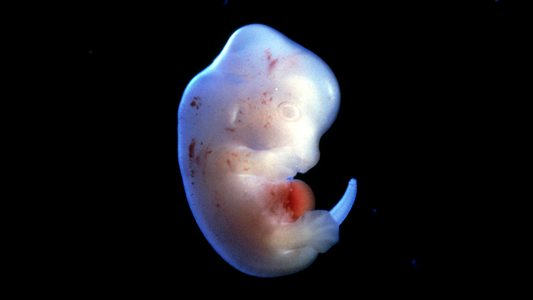 Japan approves first human-animal embryo experiments