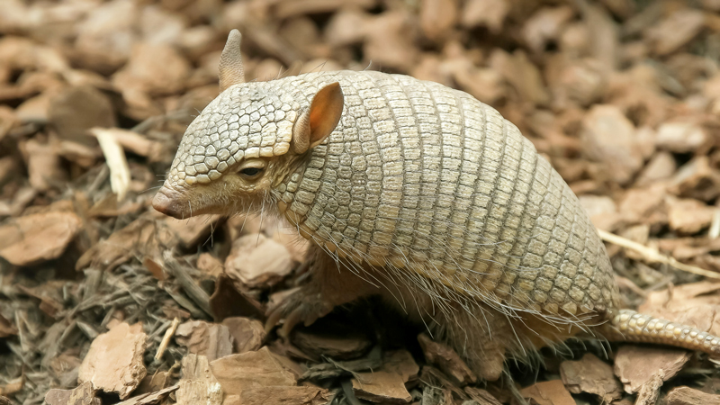 Why The Screaming Hairy Armadillo Weeps