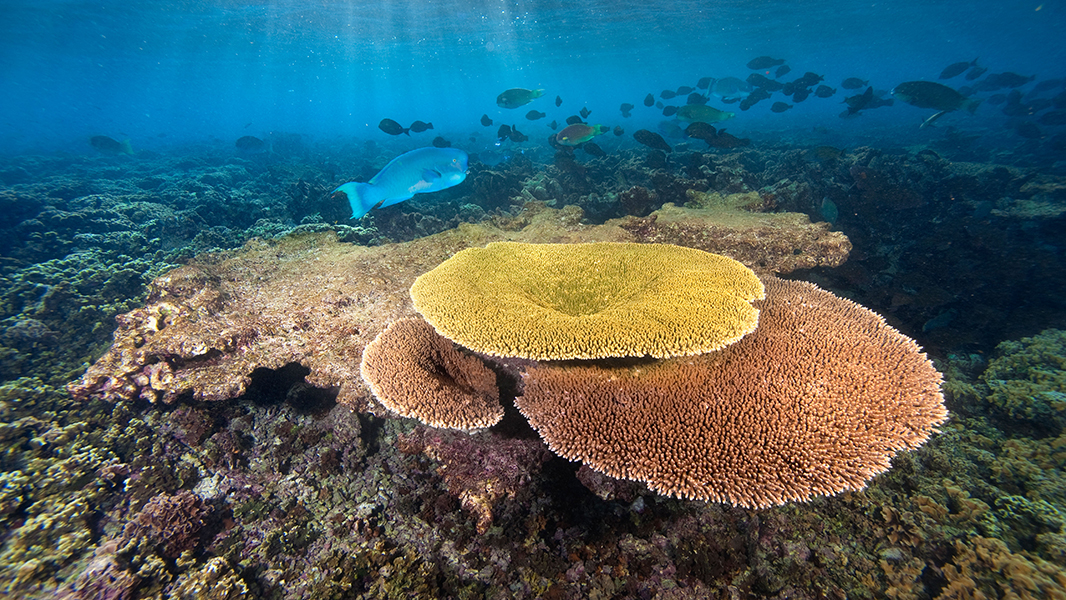Google Street View Ocean Floor Phoenix Viewfloor co