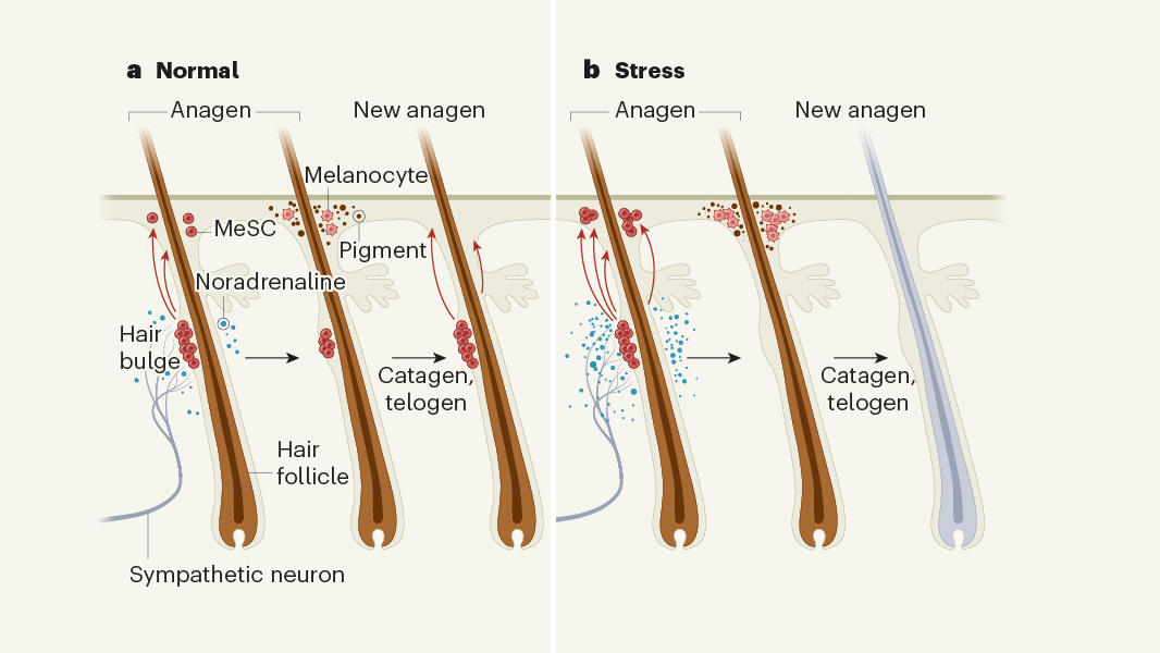 How the stress of fight or flight turns hair white