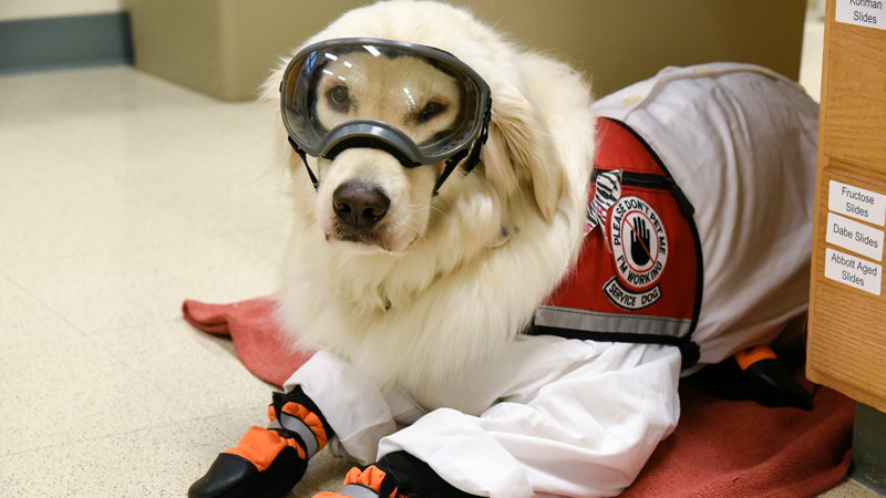 Let the dog in: how institutions and colleagues can help scientists who  require support animals