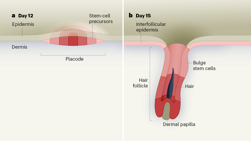 A 4D road map for the formation of hair follicles