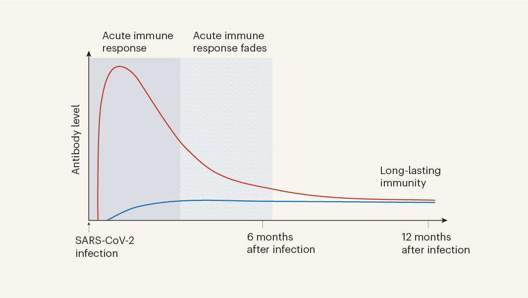 How long are you immune to COVID?