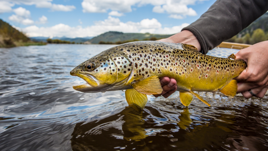 Meth-addicted trout swim for a hit