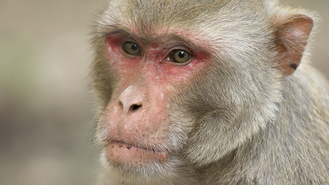 The US is boosting funding for research monkeys in the wake of COVID
