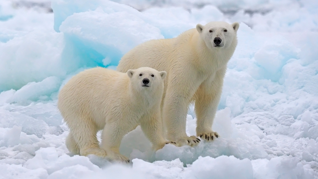 10 Polar Bear Facts for Kids