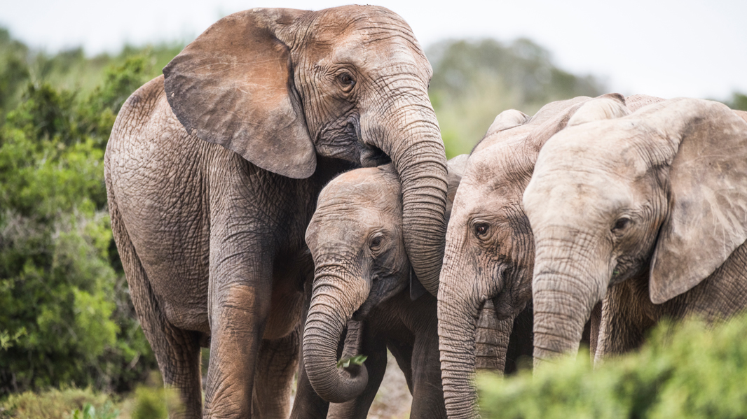 Ivory hunting drives evolution of tuskless elephants
