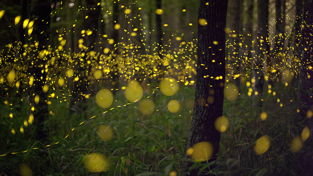 bioluminescence fireflies