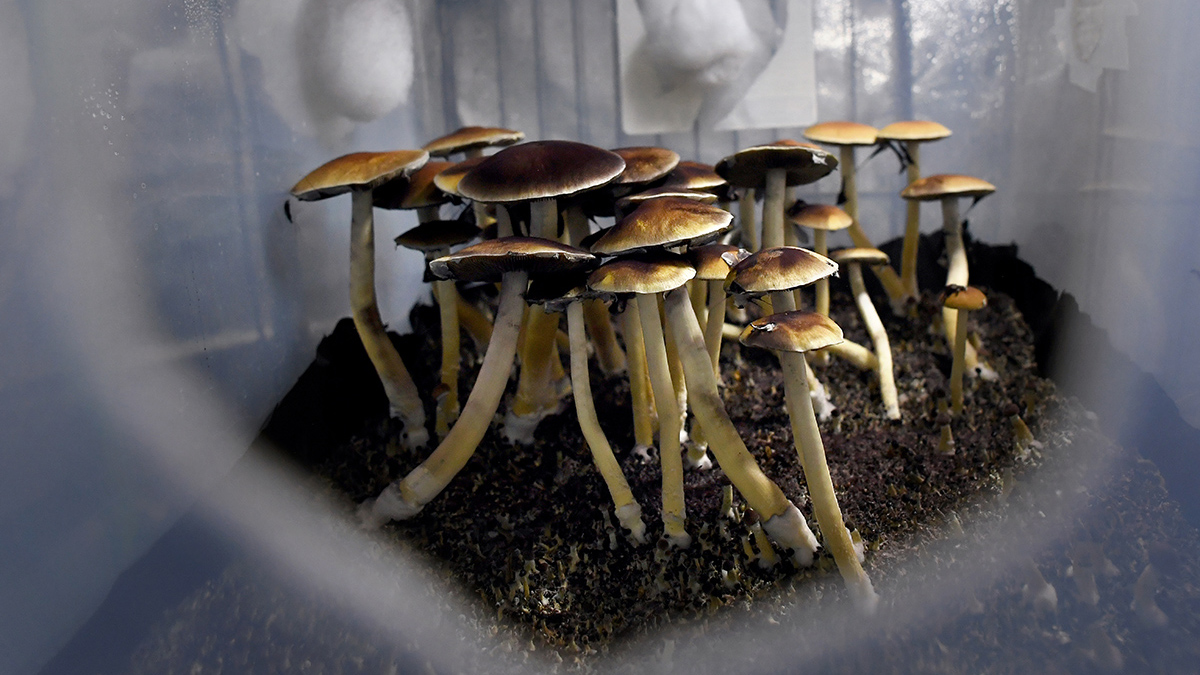 Buy magic mushroom for sale