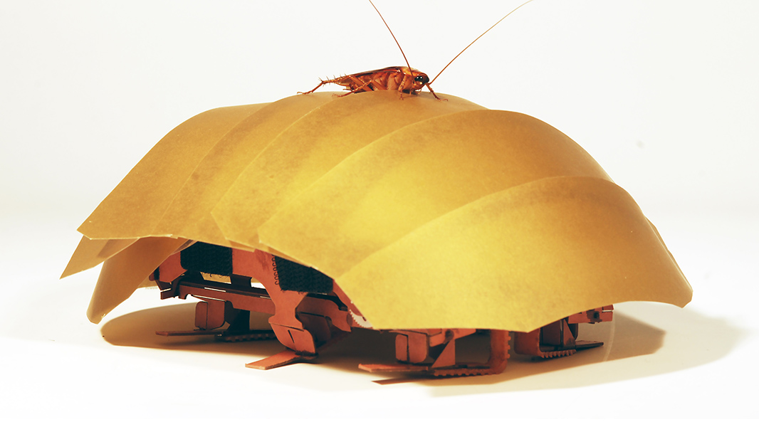 Insects offer inspiration for robot advances