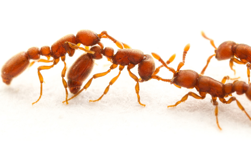Transgenic ants shed light on insects' sense of smell