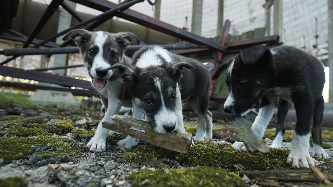 What Chernobyl's stray dogs could teach us about radiation