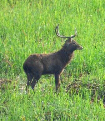 Manipur's Sangai deer imperiled by human waste