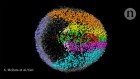 Mouse, annotated: an atlas maps cells’ fates as an embryo develops