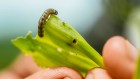Caterpillar’s devastating march across China spurs hunt for native predator