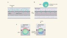 Human embryo implantation modelled in microfluidic channels
