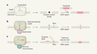 CRISPR tool modifies genes precisely by copying RNA into the genome