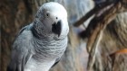 Parrots give each other gifts without promise of reward