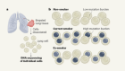 Smoke signals in the DNA of normal lung cells