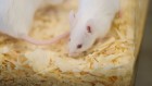 Animal-research data show effects of EU’s tough regulations