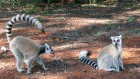 Lemurs’ love language is fragrance