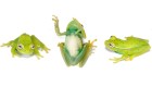 How frogs became green — again, and again, and again