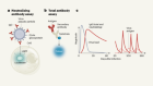 Antibodies periodically wax and wane in survivors of Ebola