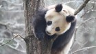 Why pandas like to roll in piles of poo