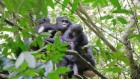 Bonobo mums open their arms to outsider orphans